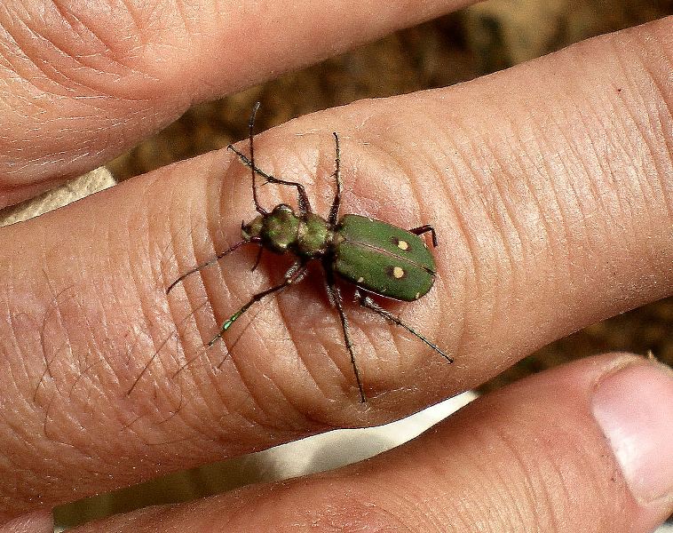 Cincidela campestris, suppongo